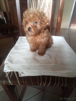 Toy pudel . pudlik - 4