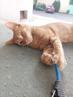 DARUJEM KRÁSNEHO KOCÚRIKA DO DOBRÝCH RÚK - 4