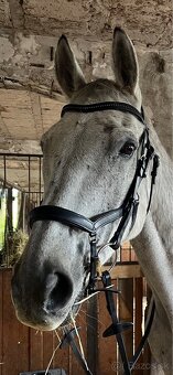 Uzdečka Busse feeling - 4