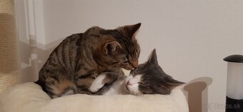 Kocúrik Šimon, Mačička Sabina, Mačička Suri - 4
