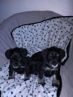 Bradač malý čiernostrieborný - 4