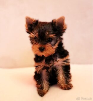 Yorkshire Terrier, York, Jork, Yorkshirsky teriér, šteniatka - 4