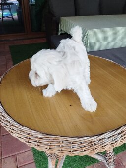 maltipoo - 4