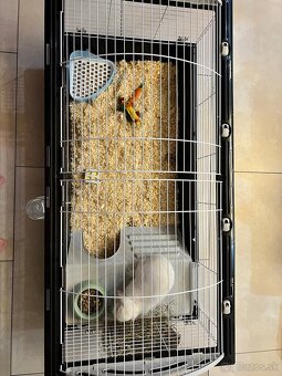 Predam bieleho zajaca Mini lop + full vybavenie - 4