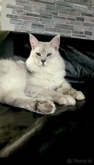 mainska myvavia kocur adopcia - 4