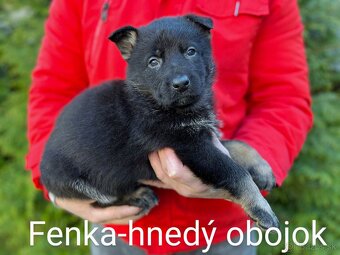 Nemecký ovčiak-fenky - 4