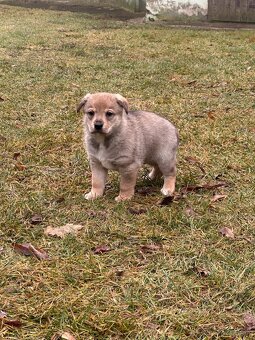 Darujem šteniatka - 4