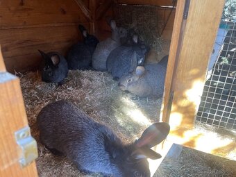 Predám krížené králiky - 4