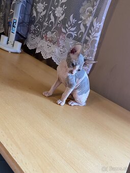 Don Sphynx - 4