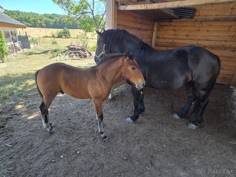 Tazna kobyla - 4