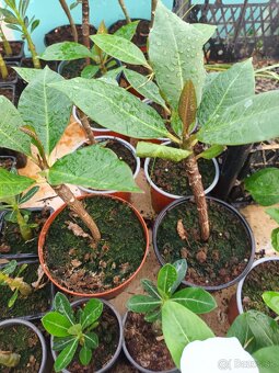 Plumeria , Frangipani , Havajsky kvet - 4