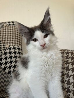 Main coon - 4
