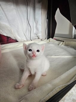 Ruská modrá a biela mačka-  prijímame  rezervácie - 4