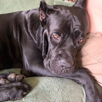 Cane corso - 4