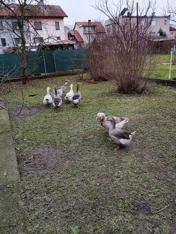 Predam dva páry husí - 4