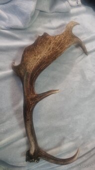 Predam paroh s jeleňa - 4