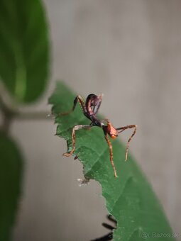 Strašilka australská (Extatosoma tiaratum) - 4