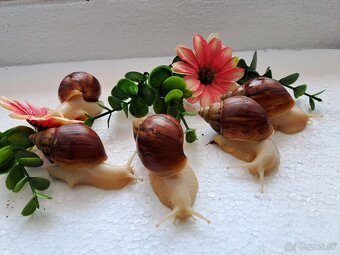 Africký slimák Lissachatina Fulica albinobody - 4