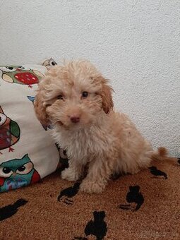 pudel,pudlik,poodle trpaslici - 4