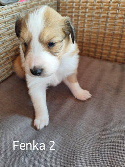 KÓLIA DLHOSRSTÁ,  ŠTENIATKA - 4