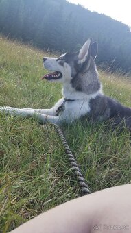 sibírsky husky - 4