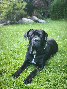 Krytí - Cane Corso - 4