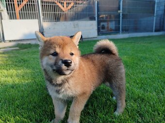 Shiba inu psýky s PP - 4