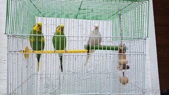 Predam 3 andulky aj klietkou - 4