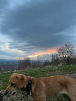 Darujem psíka do dobrých rúk - 4