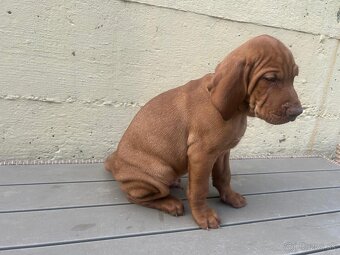 Maďarská vyžla - 4