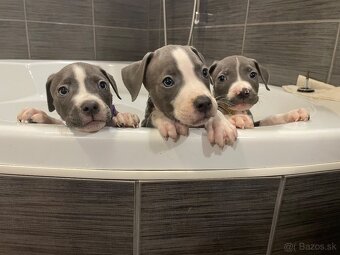 Americky Staford - 4