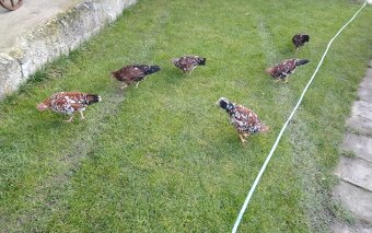 Predám vlaška porcelanova - 4