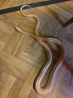 Užovka červená - 4