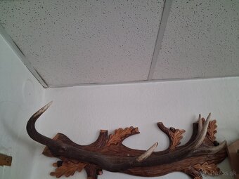 Jelenie a srncie trofeje - 4