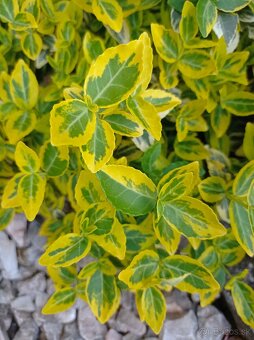 Bršlen Fortunov ´EMERALD´N GOLD - 4