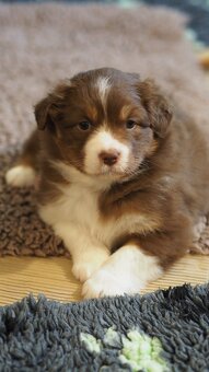 Predaj šteniatka Austrálsky ovčiak - 4