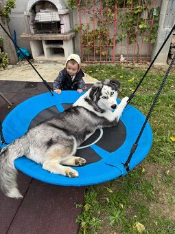 8 mesacny sibirsky husky - 4