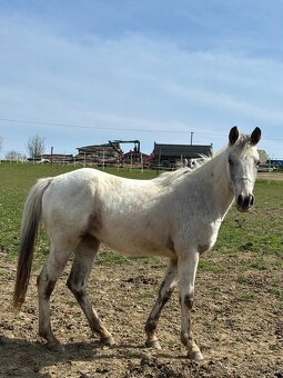 Kobylka Appaloosa - 4