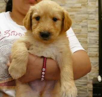 Goldendoodle - 4