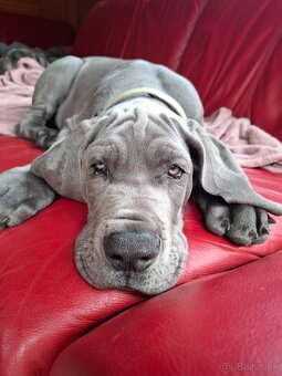 Nemecká doga modrá s PP - 4