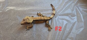 Pagekon riasnaty - 4