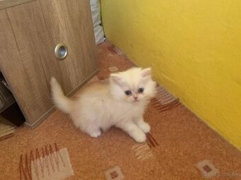 🐾 Perzské mačiatko 🐱 - 4