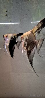 Pterophyllum scalare Mapa - 4