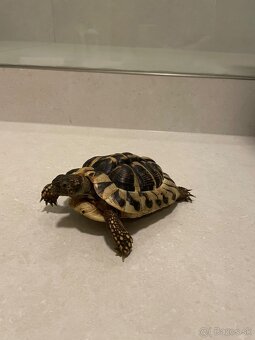 Korytnačky suchozemnské - 4