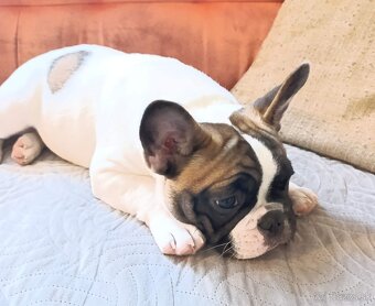 Francúzsky buldoček s PP (FCI) - 4