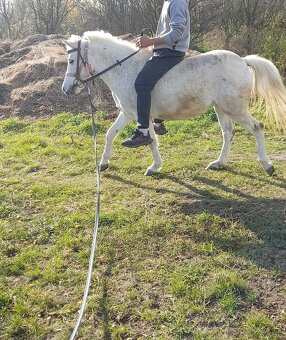 Predam jazdecku welsh pony kobylu - 4
