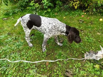 Německý krátkosrstý stavač - 4