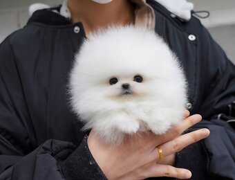 Šteniatka francúzskeho buldočka a pomeraniana sú k dispozíci - 4