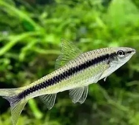 Akvárium Juwel 125L so skrinkou a externým filtrom Tetra - 4