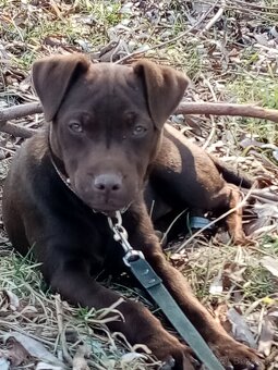Patterdale terrier - 4